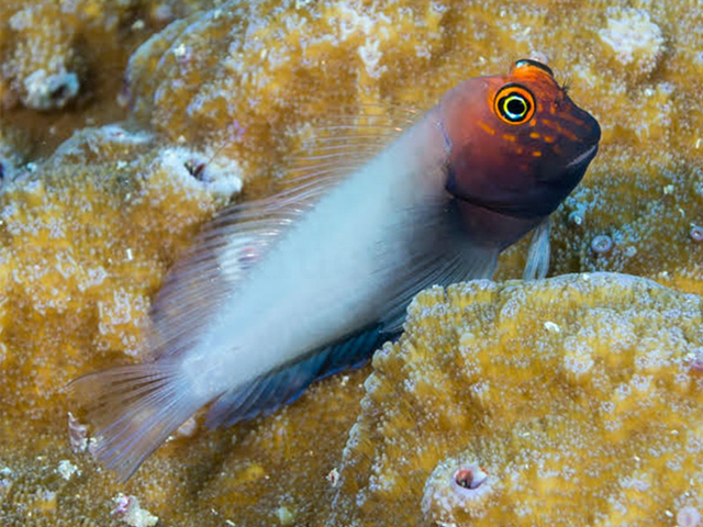 Tìm Hiểu Về Loài Cá Blenny - Những Lưu Ý Không Thể Bỏ Qua 3 loai ca blenny cach cham soc