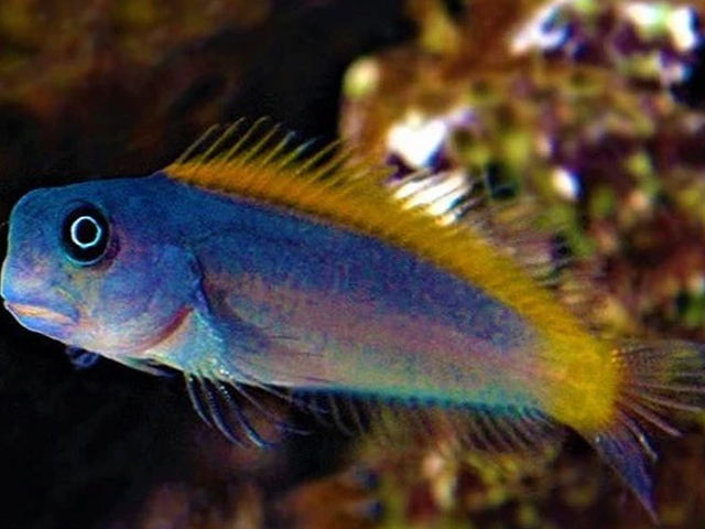 Tìm Hiểu Về Loài Cá Blenny - Những Lưu Ý Không Thể Bỏ Qua 2 loai ca blenny mau sac