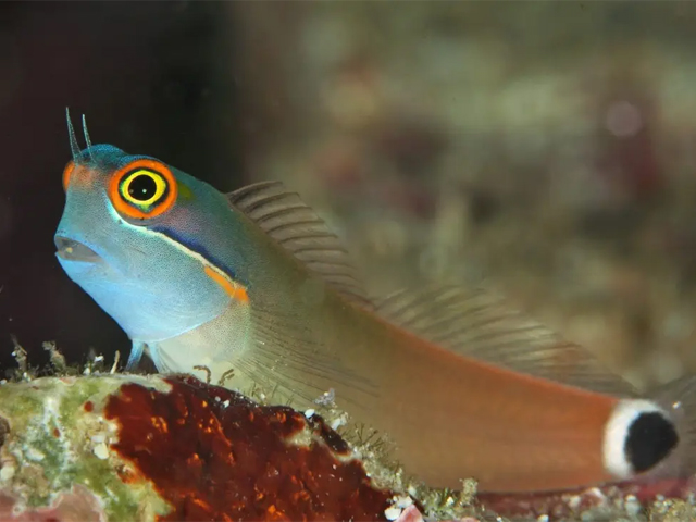 Tìm Hiểu Về Loài Cá Blenny - Những Lưu Ý Không Thể Bỏ Qua 1 loai ca blenny thong tin