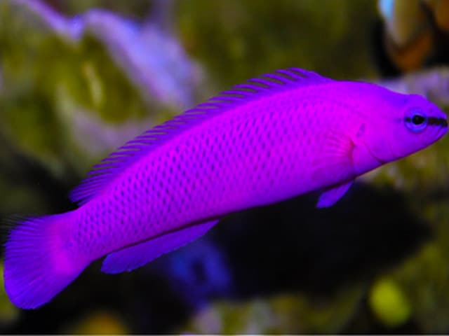 Cá Đạm Bì, Hồ Sơ Về Loài Cá Nước Mặn Hung Dữ 1 loai ca dam bi