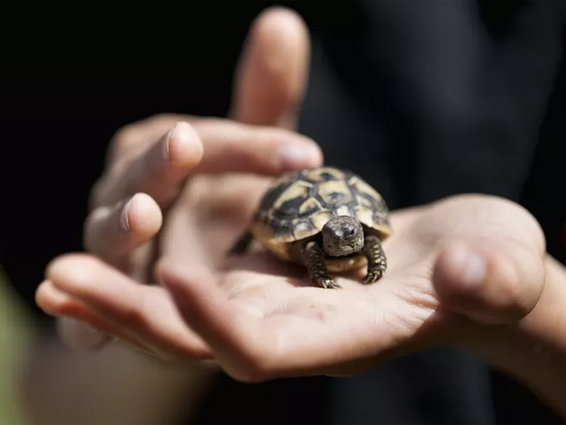 Top 13 Loại Rùa Nên Nuôi Nhất Hiện Nay 13 loai rua nen nuoi rua Hermann