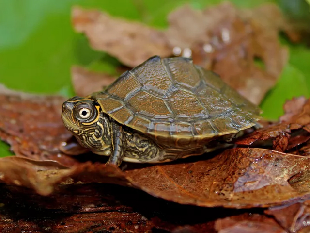 Top 13 Loại Rùa Nên Nuôi Nhất Hiện Nay 5 loai rua nen nuoi rua ban do Mississippi