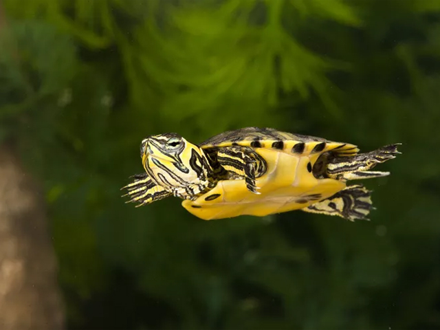 Top 13 Loại Rùa Nên Nuôi Nhất Hiện Nay 8 loai rua nen nuoi rua bung vang