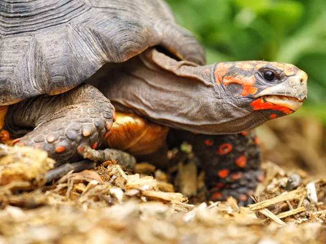 Top 13 Loại Rùa Nên Nuôi Nhất Hiện Nay 12 loai rua nen nuoi rua chan do