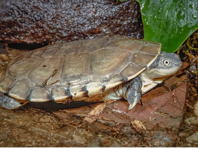 Top 13 Loại Rùa Nên Nuôi Nhất Hiện Nay 2 loai rua nen nuoi rua co ben chau phi