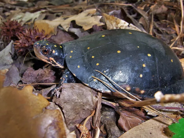 Top 13 Loại Rùa Nên Nuôi Nhất Hiện Nay 7 loai rua nen nuoi rua dom