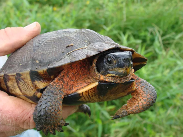 Top 13 Loại Rùa Nên Nuôi Nhất Hiện Nay 10 loai rua nen nuoi rua go