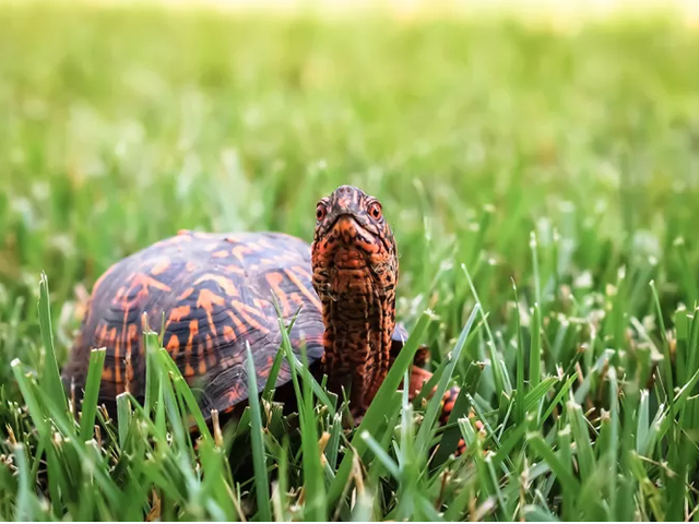 Top 13 Loại Rùa Nên Nuôi Nhất Hiện Nay 3 loai rua nen nuoi rua hop phuong dong