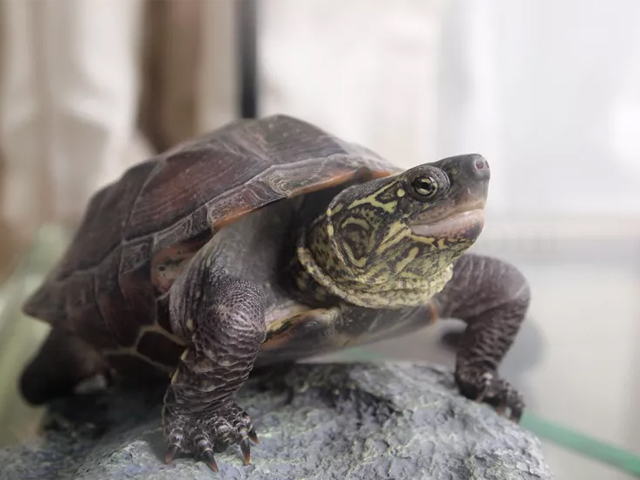 Top 13 Loại Rùa Nên Nuôi Nhất Hiện Nay 9 loai rua nen nuoi rua reeve