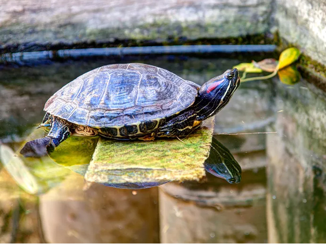 Top 13 Loại Rùa Nên Nuôi Nhất Hiện Nay 1 loai rua nen nuoi rua tai do