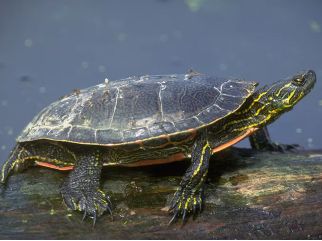 Top 13 Loại Rùa Nên Nuôi Nhất Hiện Nay 4 loai rua nen nuoi rua ve phuong tay