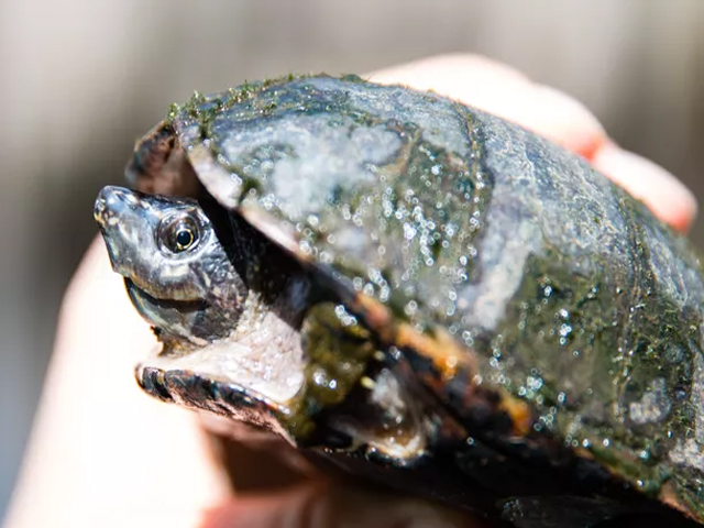 Top 13 Loại Rùa Nên Nuôi Nhất Hiện Nay 6 loai rua nen nuoi rua xa huong