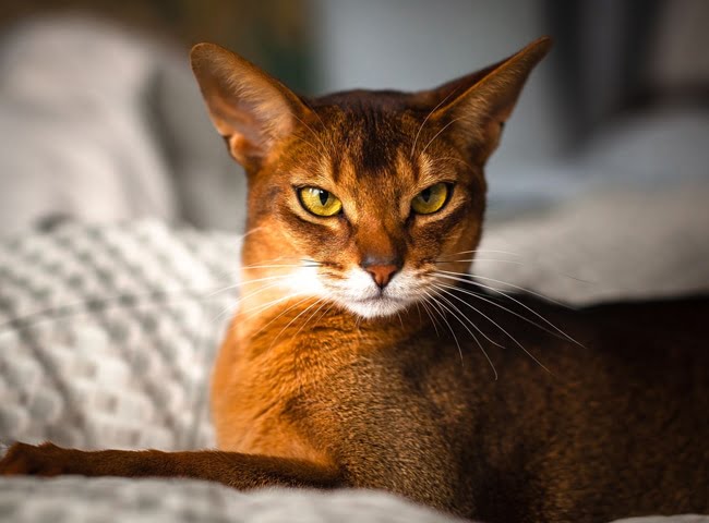 Mèo Abyssinian - Đặc Điểm - Tính Cách - Các Lưu Ý Khi Nuôi 11 meo abyssinian