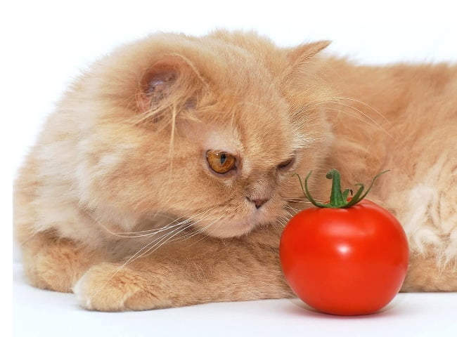 mèo ăn cà chua có được không
