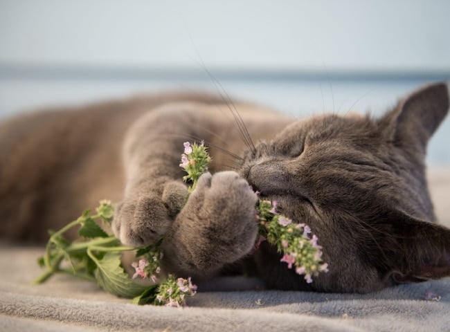 mèo ăn được cỏ bạc hà catnip được không