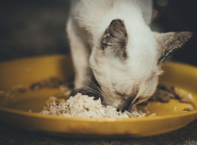 mèo ăn cơm được không?