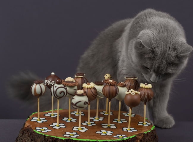 mèo ăn sô cô la được không