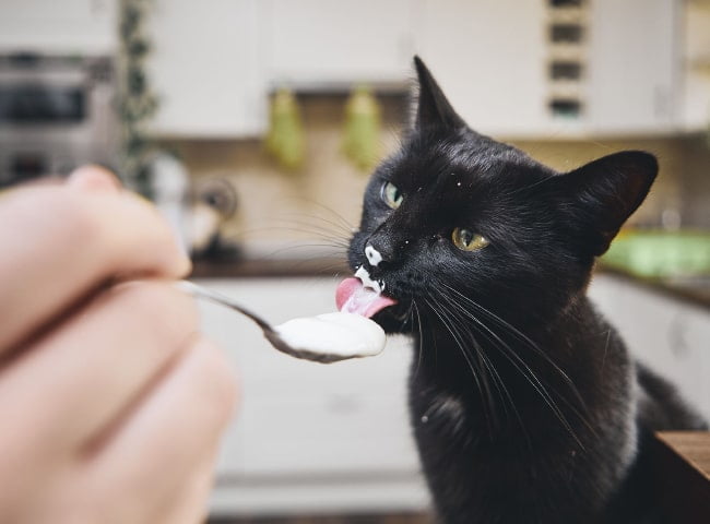 mèo ăn sữa chua được không