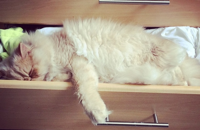 Mèo Ba Tư Ngủ