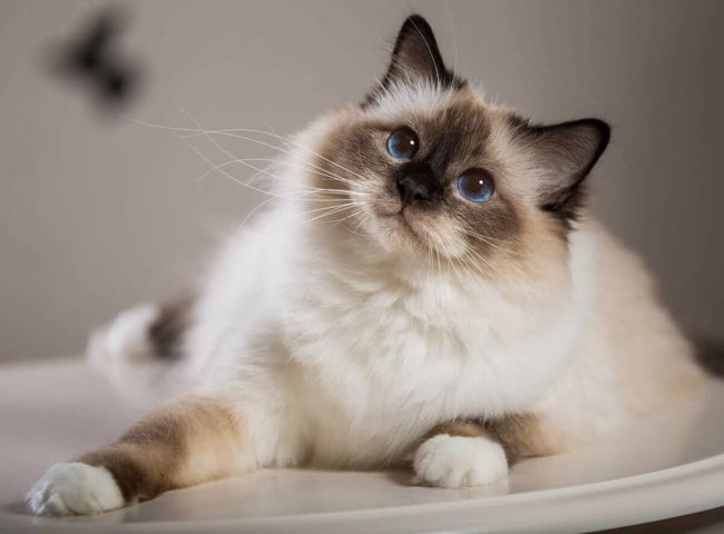 Mèo Birman - Tính Cách- Nét Đặc Trưng - Cách Chăm Sóc 21 meo birman