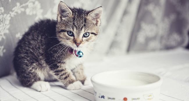 Mèo Uống Sữa Tốt Hay Xấu? 17 Meo Co Nen Uong Sua