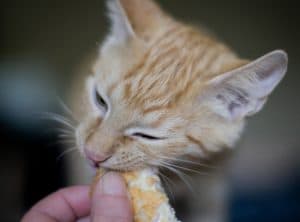 meo co the an banh mi khong