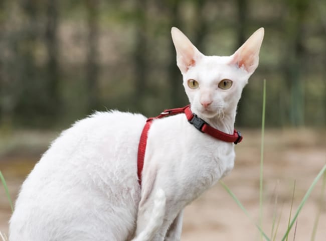 Mèo Cornish Rex - 3 Bệnh Cần Biết Tránh Hoang Mang 1 meo cornish