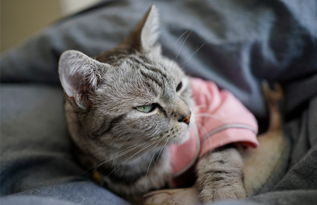 12 Lý Do Bạn Nên Cân Nhắc Khi Ngủ Với Mèo [Quan Trọng] | Baovecho.org