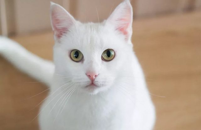 Top 10 Giống Mèo Trắng Xinh Đẹp Dễ Thương - Thichthucung.Com