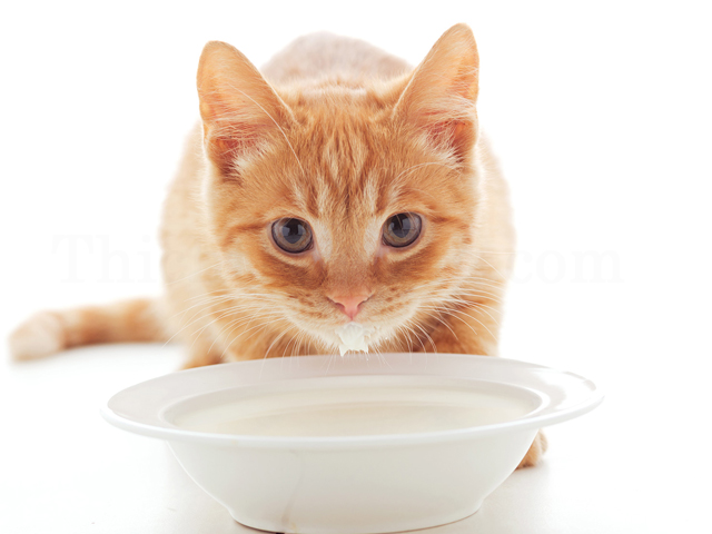 Mèo Uống Sữa Tốt Hay Xấu? 1 meo uong sua duoc khong