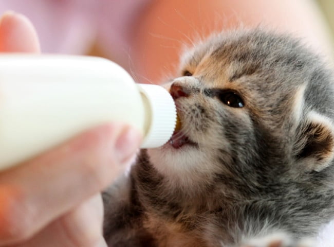 mèo uống sữa hạnh nhân được không