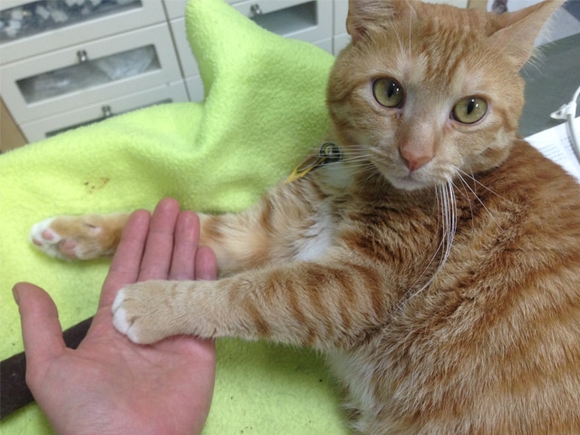 Có Nên Cắt Móng Vuốt Cho Mèo Không? Ưu Và Nhược Điểm 3 nhuoc diem cua cat mong vuot cho meo