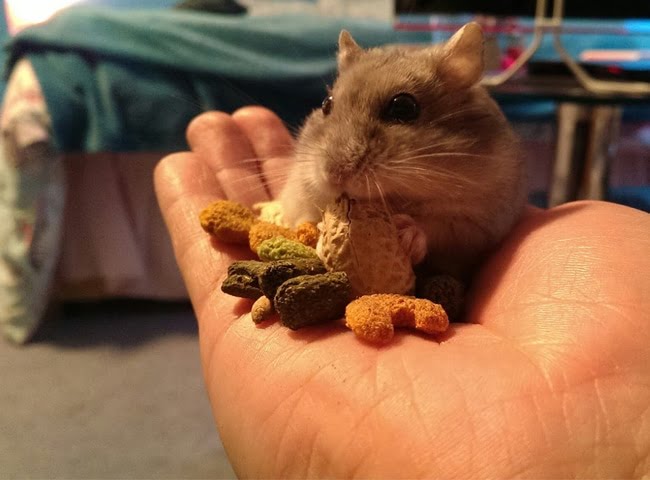 thuần hóa chuột hamster