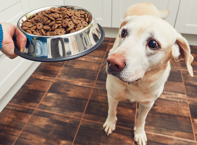 52 Loại Thức Ăn Cho Chó - Nên Ăn Và Cần Tránh Ngay 1 Thức Ăn Cho Chó