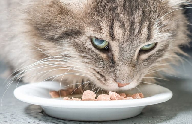 Thức Ăn Cho Mèo Bị Tiểu Đường