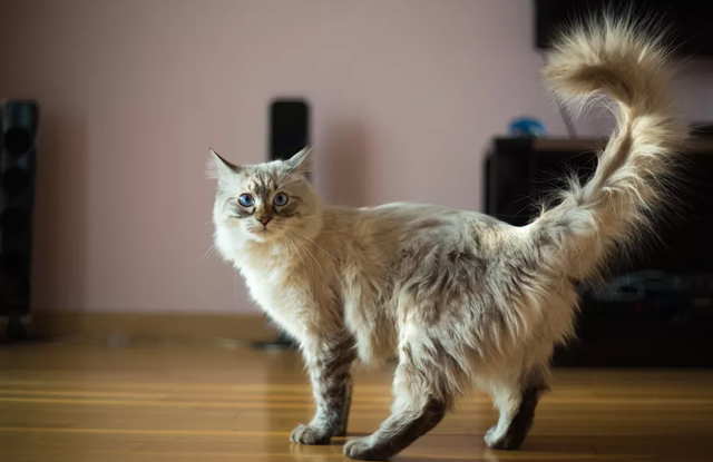 4 Cách Xác Định Tuổi Của Mèo - Các Lưu Ý Tương Ứng - 