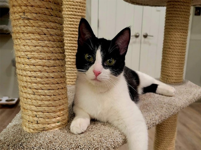 Có Nên Cắt Móng Vuốt Cho Mèo Không? Ưu Và Nhược Điểm 1 uu diem cua cat mong vuot cho meo